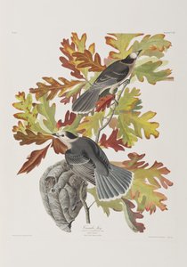 Birds of America」のイラスト