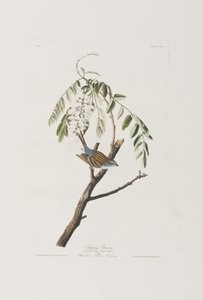 Birds of America」のイラスト 作： John James Audubon