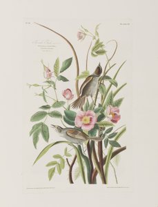 Birds of America」のイラスト 作： John James Audubon