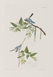 Birds of America」のイラスト 作： John James Audubon
