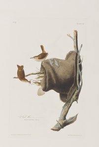 Birds of America」のイラスト 作： John James Audubon