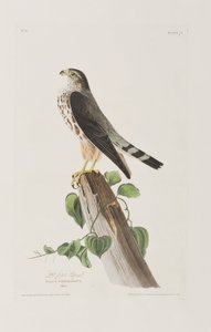Birds of America」のイラスト 作： John James Audubon