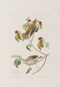 Birds of America」のイラスト 作： John James Audubon