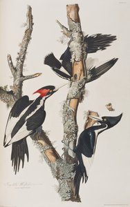 Birds of America」のイラスト