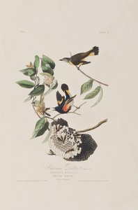 Birds of America」のイラスト 作： John James Audubon