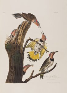 Birds of America」のイラスト 作： John James Audubon