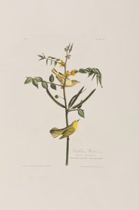 Birds of America」のイラスト
