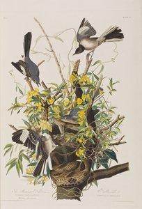 Birds of America」のイラスト 作： John James Audubon