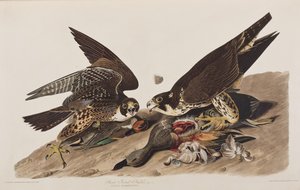 Birds of America」のイラスト 作： John James Audubon