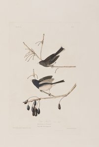 Birds of America」のイラスト 作： John James Audubon