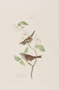Birds of America」のイラスト 作： John James Audubon