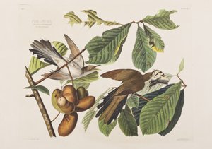 Birds of America」のイラスト 作： John James Audubon