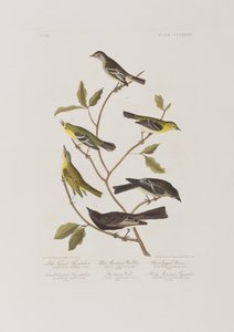 Birds of America」のイラスト