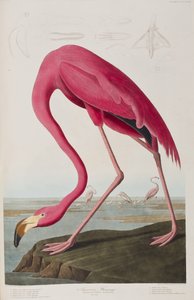 Birds of America」のイラスト 作： John James Audubon