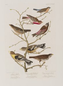 Birds of America」のイラスト 作： John James Audubon