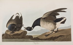 Birds of America」のイラスト 作： John James Audubon
