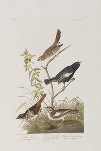 Birds of America」のイラスト 作： John James Audubon