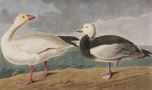 Birds of America」のイラスト 作： John James Audubon