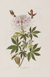 Birds of America」のイラスト 作： John James Audubon
