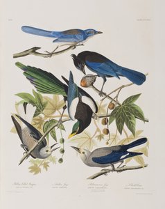 Birds of America」のイラスト 作： John James Audubon