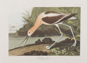 Birds of America」のイラスト 作： John James Audubon