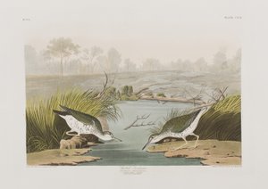 Birds of America」のイラスト 作： John James Audubon
