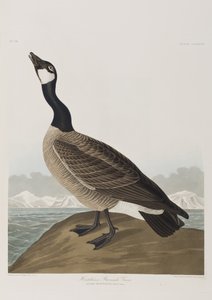 Birds of America」のイラスト 作： John James Audubon