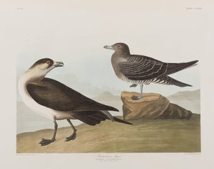 Birds of America」のイラスト 作： John James Audubon