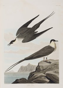 Birds of America」のイラスト