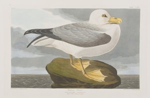 Birds of America」のイラスト 作： John James Audubon