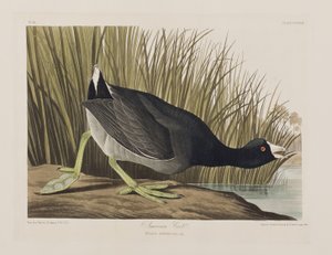 Birds of America」のイラスト 作： John James Audubon