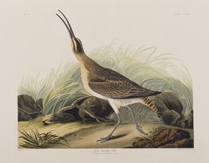 Birds of America」のイラスト 作： John James Audubon