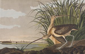 Birds of America」のイラスト 作： John James Audubon
