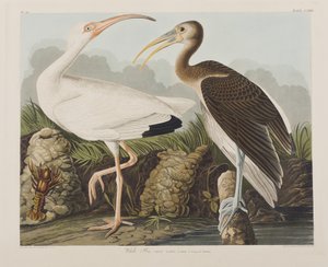 Birds of America」のイラスト 作： John James Audubon