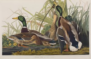 Birds of America」のイラスト 作： John James Audubon
