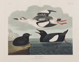 Birds of America」のイラスト 作： John James Audubon