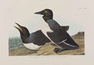 Birds of America」のイラスト