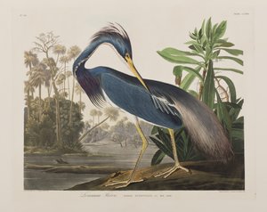 Birds of America」のイラスト 作： John James Audubon