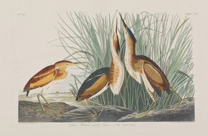 Birds of America」のイラスト 作： John James Audubon
