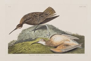 Birds of America」のイラスト 作： John James Audubon