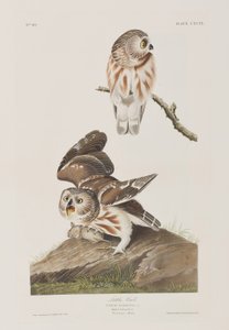 Birds of America」のイラスト 作： John James Audubon