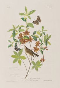 Birds of America」のイラスト 作： John James Audubon