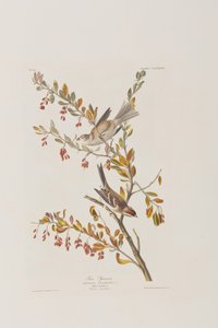 Birds of America」のイラスト 作： John James Audubon