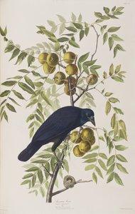 Birds of America」のイラスト