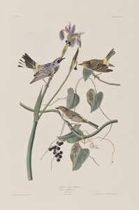 Birds of America」のイラスト 作： John James Audubon