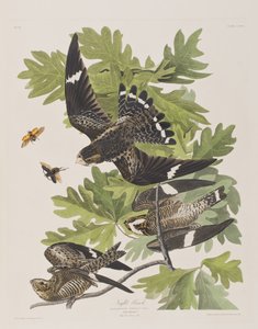 Birds of America」のイラスト 作： John James Audubon