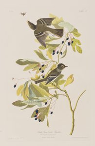 Birds of America」のイラスト 作： John James Audubon