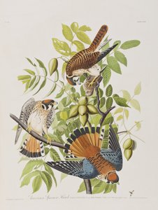 Birds of America」のイラスト 作： John James Audubon