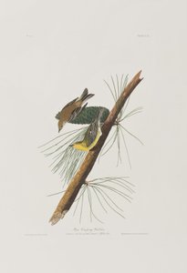 Birds of America」のイラスト 作： John James Audubon