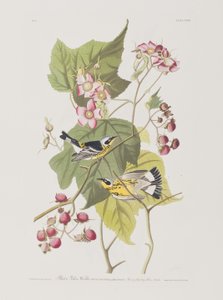 Birds of America」のイラスト 作： John James Audubon